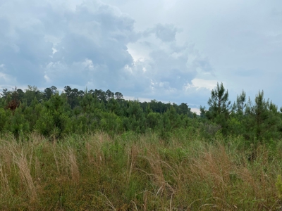 Investment Pine land w/ utilities for sale near Prescott, AR - image 3
