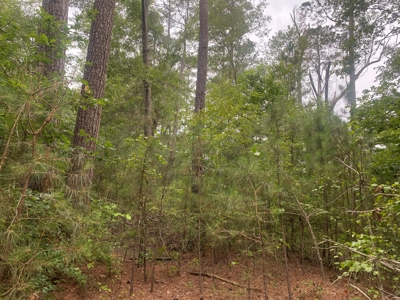 Investment Pine land w/ utilities for sale near Prescott, AR - image 1
