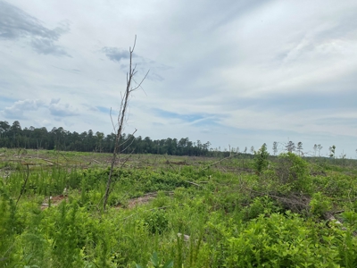 Cleared/Open Land in Nevada County, Arkansas for Sale - image 6