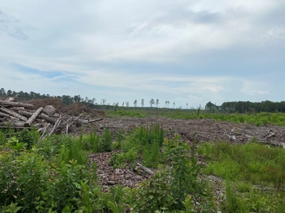 Cleared/Open Land in Nevada County, Arkansas for Sale - image 3