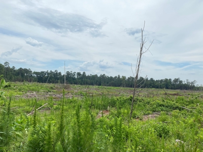 Cleared/Open Land in Nevada County, Arkansas for Sale - image 5