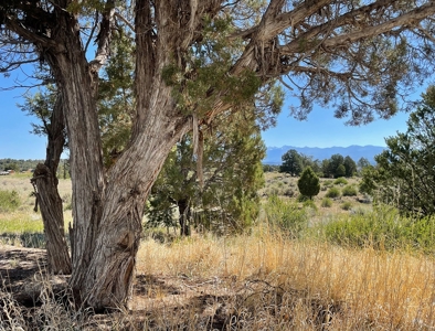 Rare Acreage For Sale Minutes From Durgano, Co! - image 27