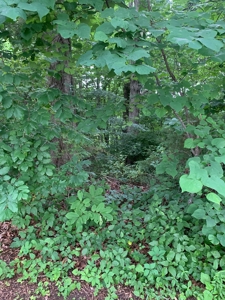 Pending - Wooded Lot on Dale Hollow Lane, Albany KY - image 2