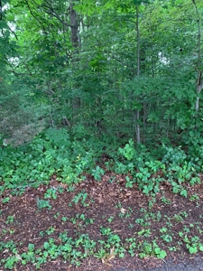 Pending - Wooded Lot on Dale Hollow Lane, Albany KY - image 4