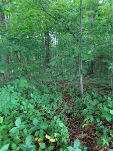 Pending - Wooded Lot on Dale Hollow Lane, Albany KY - image 6