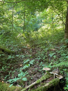 Recreational & Hunting Land For Sale in Hancock County, TN - image 3