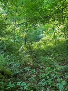 Recreational & Hunting Land For Sale in Hancock County, TN - image 2