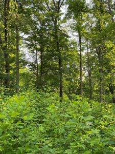Recreational & Hunting Land For Sale in Hancock County, TN - image 42