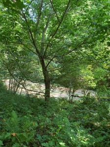 Recreational & Hunting Land For Sale in Hancock County, TN - image 5