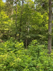 Recreational & Hunting Land For Sale in Hancock County, TN - image 43