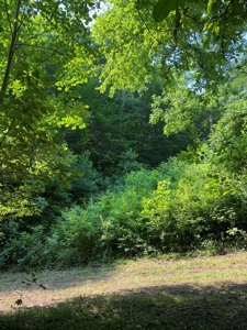 Recreational & Hunting Land For Sale in Hancock County, TN - image 13