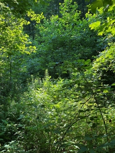 Recreational & Hunting Land For Sale in Hancock County, TN - image 4