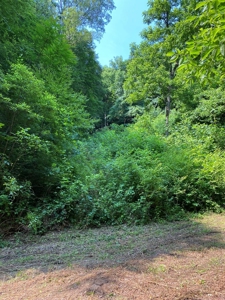 Recreational & Hunting Land For Sale in Hancock County, TN - image 15