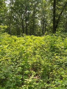 Recreational & Hunting Land For Sale in Hancock County, TN - image 45