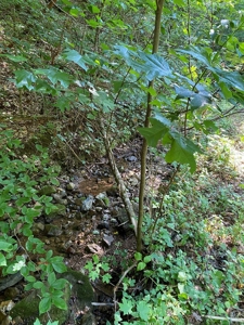 Recreational & Hunting Land For Sale in Hancock County, TN - image 7