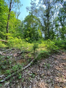 Recreational & Hunting Land For Sale in Hancock County, TN - image 39