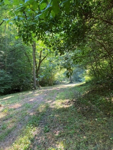 Recreational & Hunting Land For Sale in Hancock County, TN - image 6