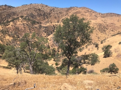 Northern California Realtree Hunting Properties For Sale - image 1