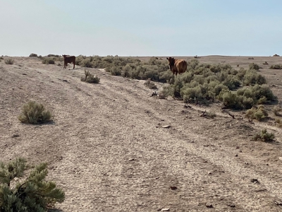 Land for Sale Near Valmy, Nevada - image 8