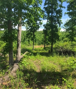 Land For Sale Missouri - image 19