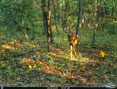 Land For Sale Missouri - image 3