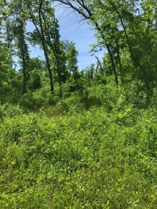 Land For Sale Missouri - image 21