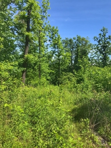 Land For Sale Missouri - image 18