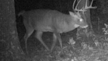 Land For Sale Missouri - image 30