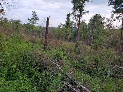 Secluded rustic hunting cabin with acreage - image 17