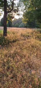 Secluded rustic hunting cabin with acreage - image 3