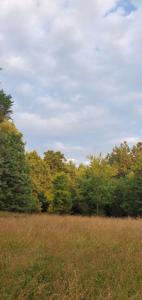 Secluded rustic hunting cabin with acreage - image 5