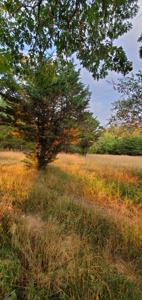 Secluded rustic hunting cabin with acreage - image 9