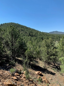 Beautiful 35.52 Acre Lot for Sale in Griffin Ranch - image 5