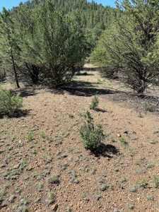 Beautiful 35.52 Acre Lot for Sale in Griffin Ranch - image 13