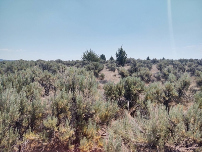 Buildable +/- 1 Acre Lot with Power Nearby - image 3