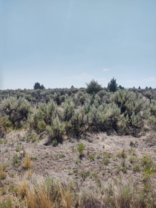 Buildable +/- 1 Acre Lot with Power Nearby - image 14