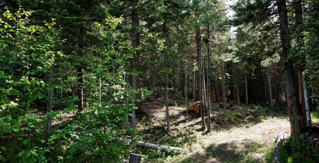 Camp or Build on This Beautiful Mountain Lot - image 6