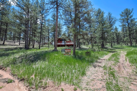 Colorado Mountain Getaway Cabin in Florissant Colorado - image 10
