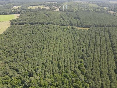 East Texas Timberland Hunting and Investment Tract - image 5