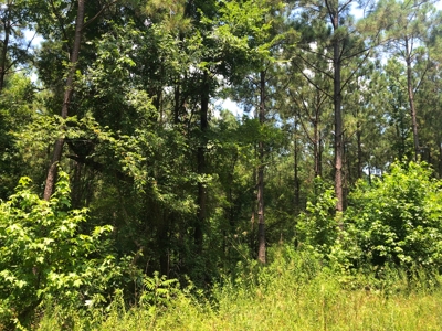 East Texas Timberland Hunting and Investment Tract - image 2