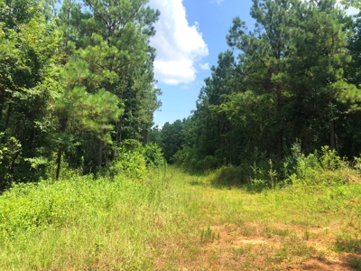 East Texas Timberland Hunting and Investment Tract - image 4