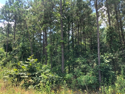 East Texas Timberland Hunting and Investment Tract - image 1