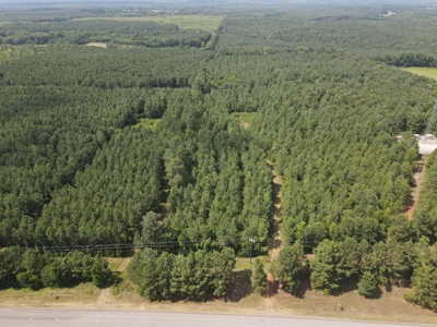 East Texas Timberland Hunting and Investment Tract - image 6