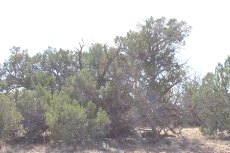 Land Parcel for Sale North of St. Johns AZ - image 7