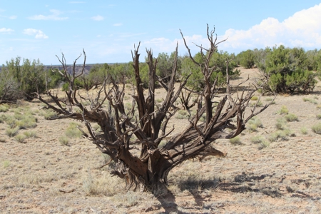Land Parcel for Sale North of St. Johns AZ - image 5