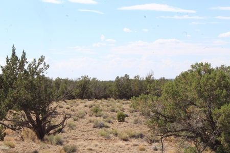 Land Parcel for Sale North of St. Johns AZ - image 4