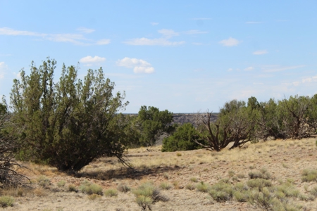Land Parcel for Sale North of St. Johns AZ - image 6