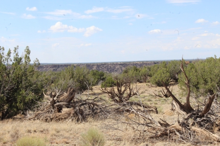 Land Parcel for Sale North of St. Johns AZ - image 10