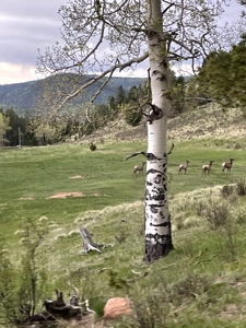 Log Home  - Extraordinary 35 acres in Central Colorado Mtns - image 40