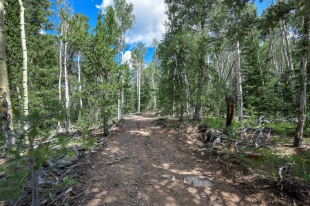 Log Home  - Extraordinary 35 acres in Central Colorado Mtns - image 2